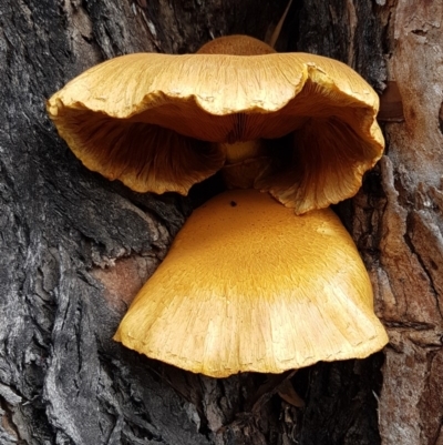 Gymnopilus junonius (Spectacular Rustgill) at Tharwa, ACT - 29 Mar 2020 by tpreston