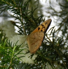 Heteronympha merope (Common Brown Butterfly) at South Wolumla, NSW - 22 Nov 2011 by SueMuffler