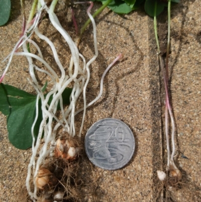 Oxalis debilis var. corymbosa (Pink Woodsorrel) at Chisholm, ACT - 1 Mar 2019 by Joc.id.au