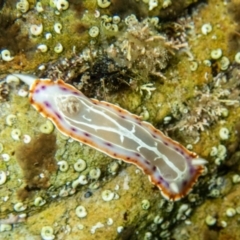 Unidentified Sea Slug, Sea Hare or Bubble Shell at The Blue Pool, Bermagui - 28 Mar 2020 by bdixon75