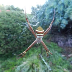 Argiope keyserlingi (St Andrew's Cross Spider) at South Wolumla, NSW - 9 Nov 2011 by SueMuffler