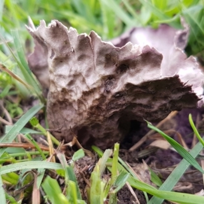 Calvatia cyathiformis at Paddys River, ACT - 29 Mar 2020 by tpreston