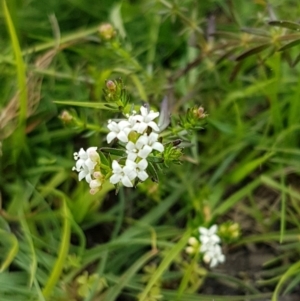 Asperula conferta at Paddys River, ACT - 29 Mar 2020