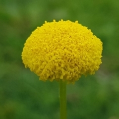 Craspedia variabilis (Common Billy Buttons) at Paddys River, ACT - 29 Mar 2020 by tpreston