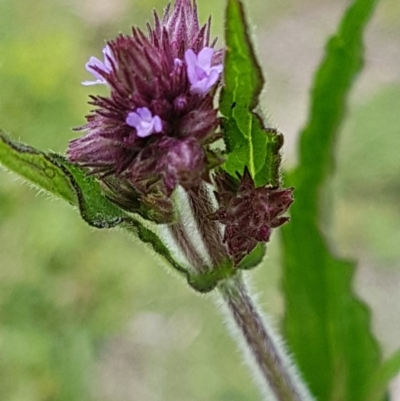 Verbena incompta (Purpletop) at Paddys River, ACT - 29 Mar 2020 by trevorpreston