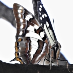 Charaxes sempronius (Tailed Emperor) at Point 4999 - 29 Mar 2020 by JohnBundock