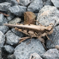 Pycnostictus seriatus (Common Bandwing) at Googong, NSW - 29 Mar 2020 by WHall