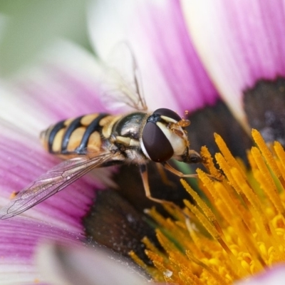 Simosyrphus grandicornis (Common hover fly) at Googong, NSW - 29 Mar 2020 by WHall