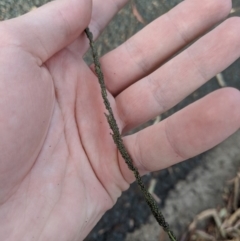 Sporobolus creber (Slender Rat's Tail Grass) at Higgins, ACT - 29 Mar 2020 by MattM