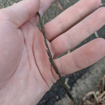 Sporobolus creber (Slender Rat's Tail Grass) at Higgins, ACT - 29 Mar 2020 by MattM