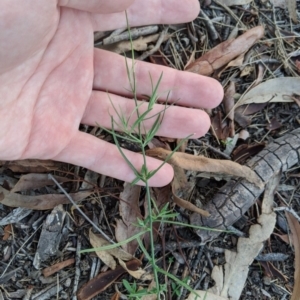 Wahlenbergia luteola at Higgins, ACT - 26 Mar 2020