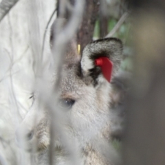 Macropus giganteus (Eastern Grey Kangaroo) at Deakin, ACT - 29 Mar 2020 by Ct1000