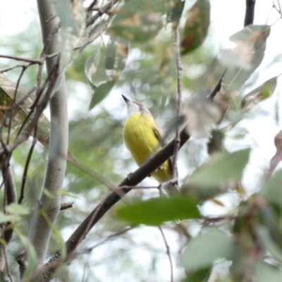 Gerygone olivacea (White-throated Gerygone) at Deakin, ACT - 29 Mar 2020 by Ct1000