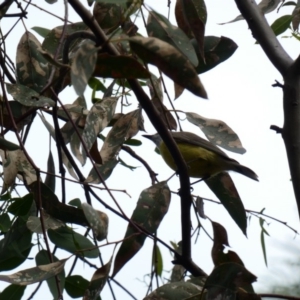 Gerygone olivacea at Deakin, ACT - 29 Mar 2020