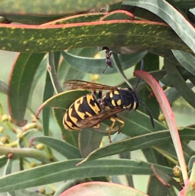 Vespula germanica (European wasp) at Fyshwick, ACT - 28 Mar 2020 by JaneR