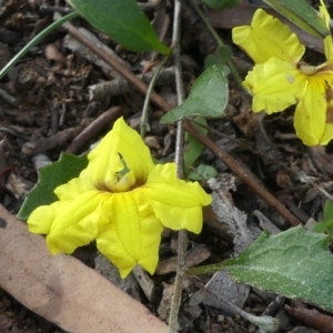 Goodenia hederacea at Majura, ACT - 29 Mar 2020