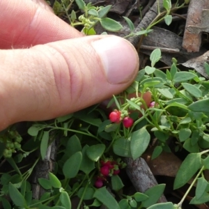 Einadia nutans subsp. nutans at Majura, ACT - 29 Mar 2020