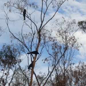 Zanda funerea at Majura, ACT - 29 Mar 2020