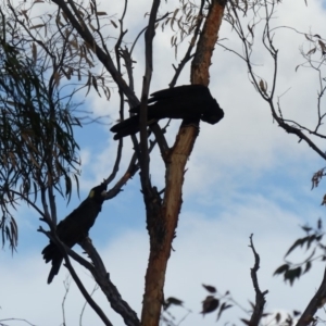 Zanda funerea at Majura, ACT - 29 Mar 2020