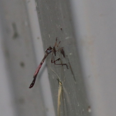 Leptogaster sp. (genus) - 1 Jan 1900 by LisaH