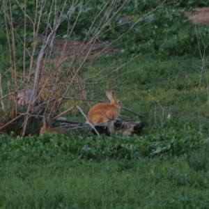 Oryctolagus cuniculus at Hughes, ACT - 26 Mar 2020