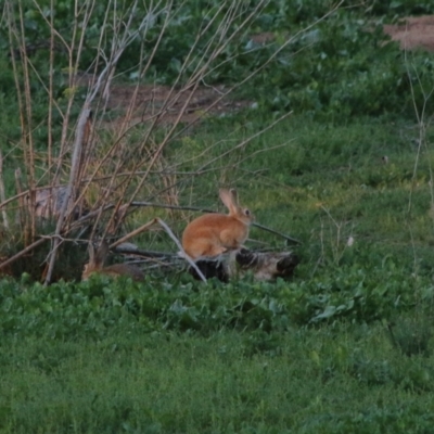 Oryctolagus cuniculus (European Rabbit) at Red Hill Nature Reserve - 26 Mar 2020 by LisaH