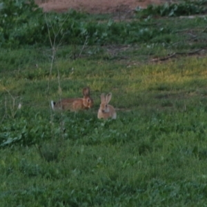 Oryctolagus cuniculus at Hughes, ACT - 26 Mar 2020