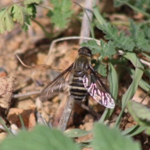 Villa sp. (genus) at Deakin, ACT - 29 Mar 2020