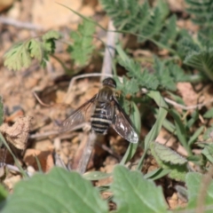 Villa sp. (genus) at Deakin, ACT - 29 Mar 2020