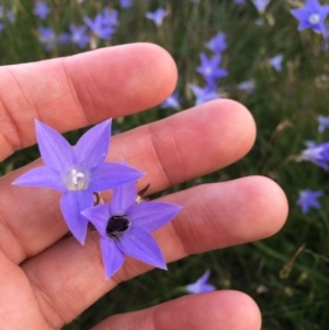 Wahlenbergia sp. at Throsby, ACT - 29 Mar 2020