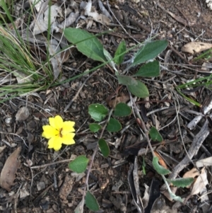 Goodenia hederacea at Amaroo, ACT - 29 Mar 2020