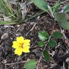 Goodenia hederacea at Amaroo, ACT - 29 Mar 2020