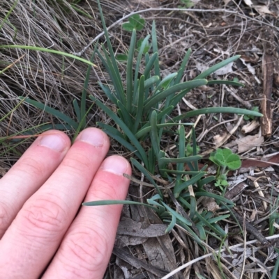 Lomandra filiformis (Wattle Mat-rush) at Amaroo, ACT - 29 Mar 2020 by W