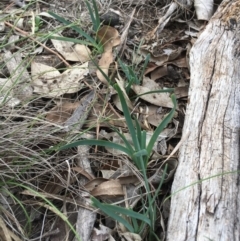 Lomandra filiformis at Amaroo, ACT - 29 Mar 2020 04:06 PM