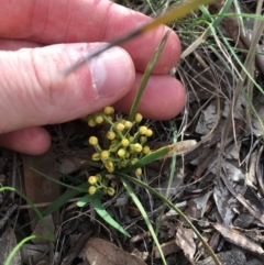 Lomandra filiformis at Amaroo, ACT - 29 Mar 2020 04:06 PM