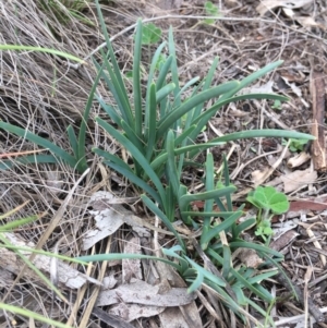 Lomandra filiformis at Amaroo, ACT - 29 Mar 2020 04:06 PM