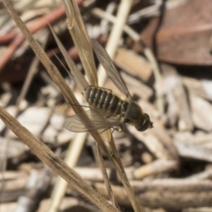 Comptosia sp. (genus) at Dunlop, ACT - 14 Feb 2020