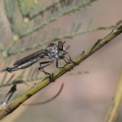 Cerdistus sp. (genus) (Slender Robber Fly) at The Pinnacle - 14 Feb 2020 by AlisonMilton