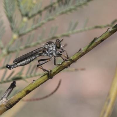 Cerdistus sp. (genus) (Slender Robber Fly) at The Pinnacle - 14 Feb 2020 by AlisonMilton