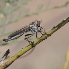 Cerdistus sp. (genus) at Dunlop, ACT - 14 Feb 2020