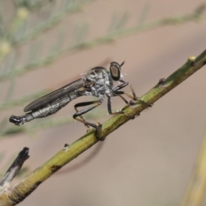 Cerdistus sp. (genus) at Dunlop, ACT - 14 Feb 2020