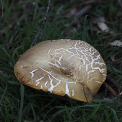 Phylloporus sp. (Phylloporus sp.) at Majura, ACT - 25 Mar 2020 by jbromilow50