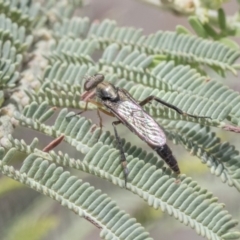 Therevidae (family) (Unidentified stiletto fly) at Dunlop, ACT - 14 Feb 2020 by AlisonMilton