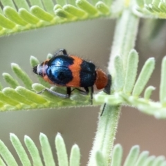 Dicranolaius bellulus (Red and Blue Pollen Beetle) at Dunlop, ACT - 14 Feb 2020 by AlisonMilton