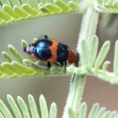 Dicranolaius bellulus (Red and Blue Pollen Beetle) at Dunlop, ACT - 14 Feb 2020 by AlisonMilton