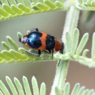 Dicranolaius cinctus (Notched-leg Red & Blue Flower Beetle) at Dunlop, ACT - 14 Feb 2020 by AlisonMilton