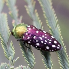 Diphucrania leucosticta (White-flecked acacia jewel beetle) at The Pinnacle - 14 Feb 2020 by AlisonMilton