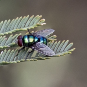 Chrysomya sp. (genus) at Dunlop, ACT - 14 Feb 2020