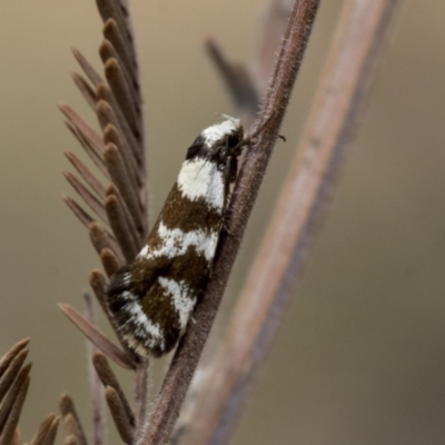 Isomoralla eriscota (A concealer moth) at Dunlop, ACT - 14 Feb 2020 by AlisonMilton