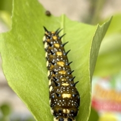 Papilio anactus at O'Connor, ACT - 28 Mar 2020